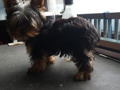 Female Yorkshire Terrier puppy in Limerick