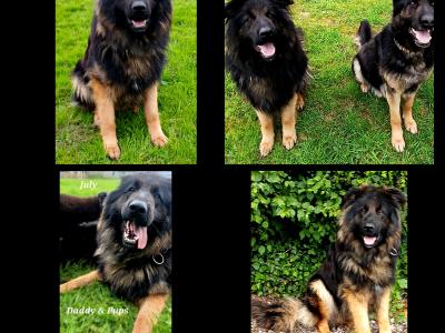 IKC Female German Shepherd Pup