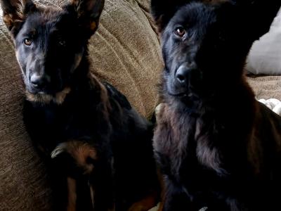 Irish Kennel Club German Shepherd Pups
