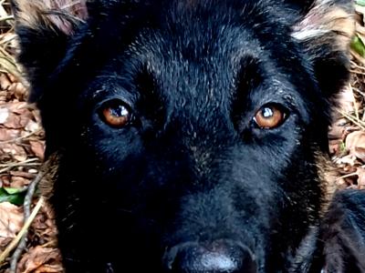 Irish Kennel Club German Shepherd Pups