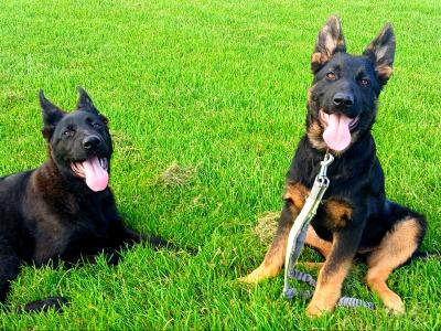 IKC Pedigree German Shepherd Pups