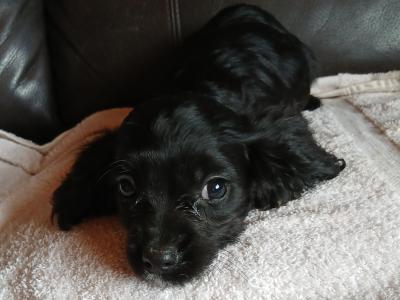 Beautiful Cavalier King Charles x Springer Spaniel puppies in Carlow
