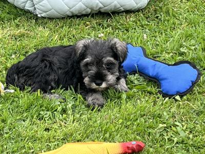 IKC Registered miniature Schnauzer puppies for sale in Limerick