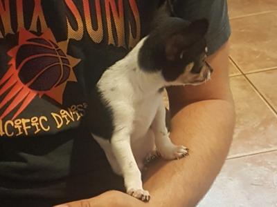 Male Chihuahua puppy in Limerick