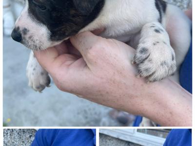 Staffordshire Bull Terrier puppies 1 left