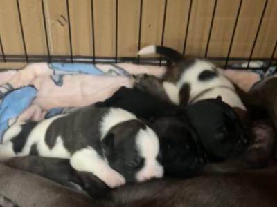 Staffordshire Bull Terrier puppies in Clare will do good deal if can be collected this weekend
