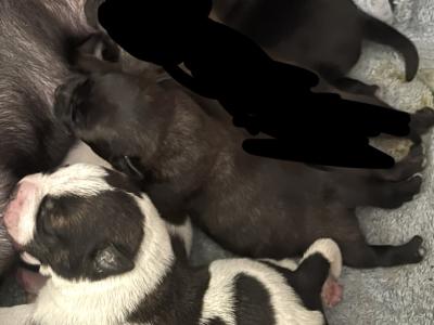 Staffordshire Bull Terrier puppies in Clare will do good deal if can be collected this weekend