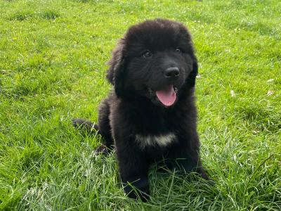 IKC Registered Newfoundland puppies in Monaghan