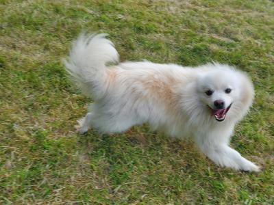 Beautiful male Japanese Spitz dog for sale in Galway