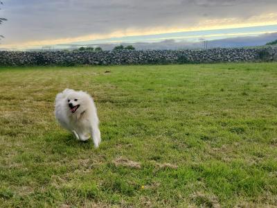 Beautiful male Japanese Spitz dog for sale in Galway