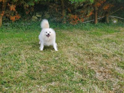 Beautiful male Japanese Spitz dog for sale in Galway