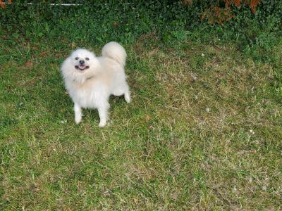 Beautiful male Japanese Spitz dog for sale in Galway