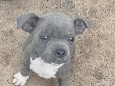 Blue Staffordshire Bull Terrier puppies in Offaly 🔵