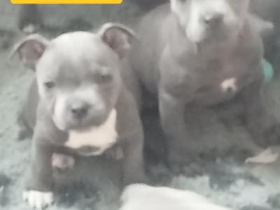 Blue Staffordshire Bull Terrier puppies in Offaly 🔵