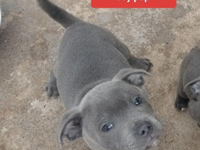 Blue Staffordshire Bull Terrier puppies in Offaly 🔵