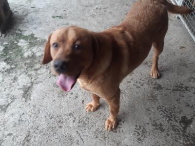 IKC Registered male Labrador puppy 14 months old for sale in Cavan