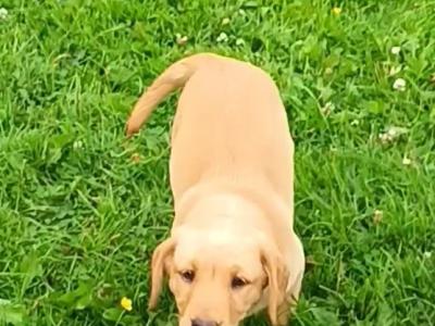 Last female IKC Registered Church Oak Labrador puppies in Kildare
