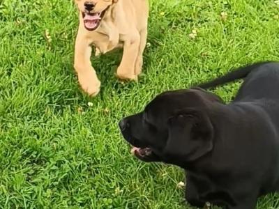 Last female IKC Registered Church Oak Labrador puppies in Kildare