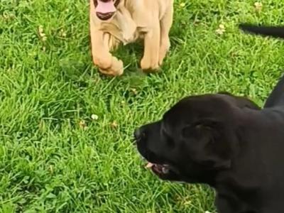 Last female IKC Registered Church Oak Labrador puppies in Kildare