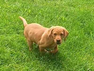 Last female IKC Registered Church Oak Labrador puppies in Kildare