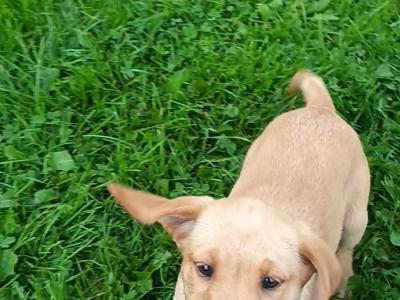 Last female IKC Registered Church Oak Labrador puppies in Kildare