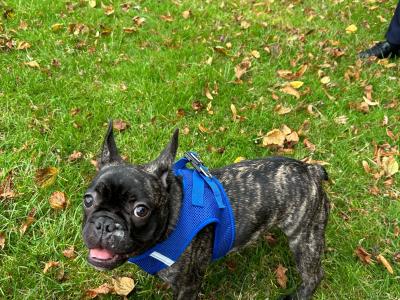 Male French Bulldog puppy 14 months old for sale in Dublin