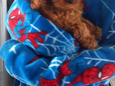 Cockapoo puppies (Cocker Spaniel x Poodle) mom in last pics