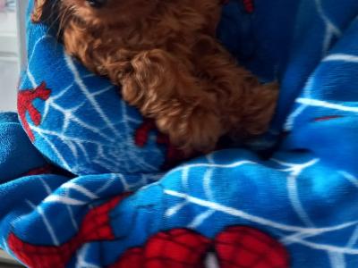Cockapoo puppies (Cocker Spaniel x Poodle) mom in last pics