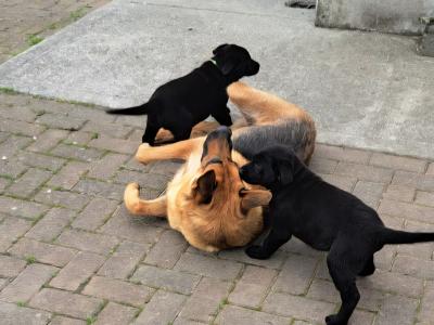 Sheprador puppies for sale in Laois