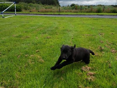 Sheprador puppies for sale in Laois