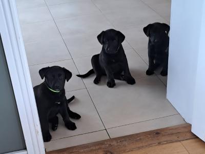 Sheprador puppies for sale in Laois