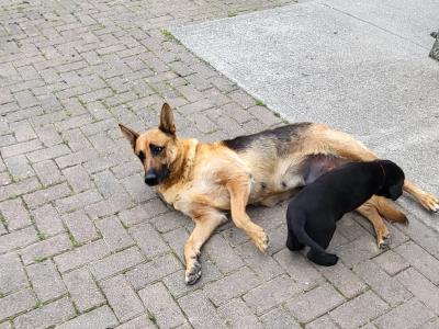 Sheprador puppies for sale in Laois