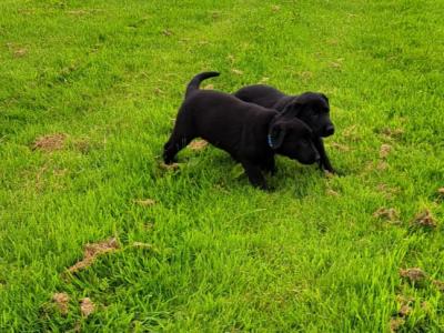 Sheprador puppies for sale in Laois