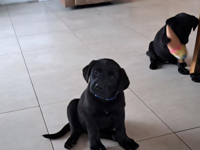 Sheprador puppies for sale in Laois