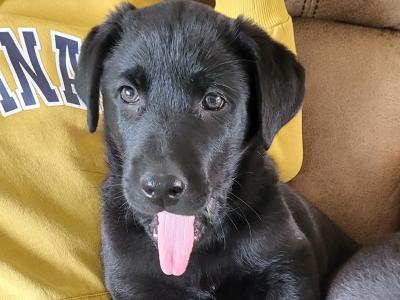 Sheprador puppies for sale in Laois