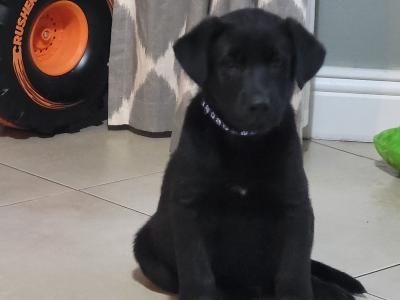 Sheprador puppies for sale in Laois