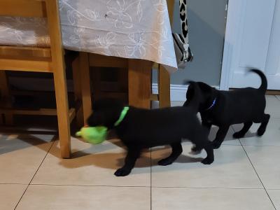 Sheprador puppies for sale in Laois