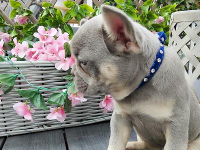 French Bulldog puppies in Kildare