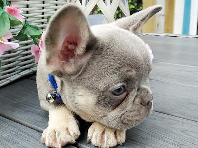 French Bulldog puppies in Kildare