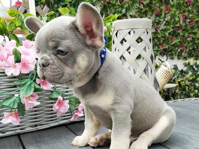 French Bulldog puppies in Kildare