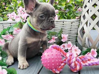 French Bulldog puppies in Kildare