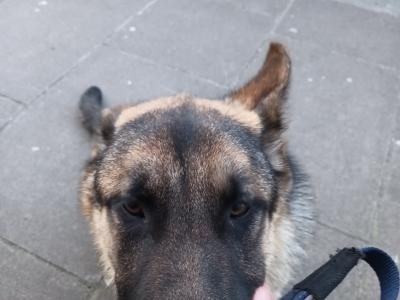 IKC Registered German Shepard male dog for sale in Cork