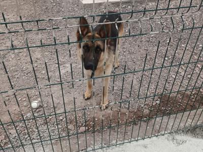 IKC Registered German Shepard male dog for sale in Cork