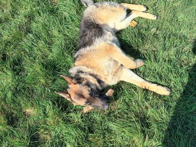 IKC Registered German Shepard male dog for sale in Cork
