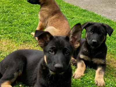 IKC Registered German Shepherd puppies in Westmeath