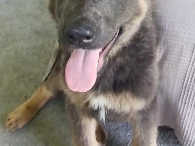 IKC Pedigree German Shepherd Pups
