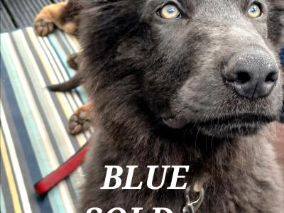 Rare Colour IKC German Shepherd Pup