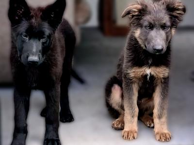 Rare Colour IKC German Shepherd Pup