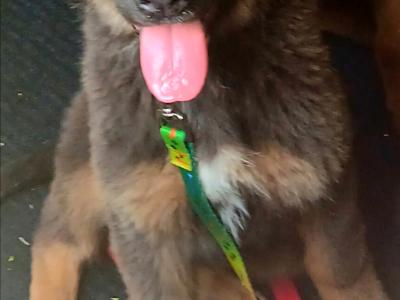Rare Colour IKC German Shepherd Pup