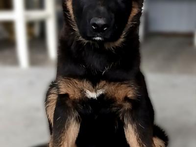 IKC Female German Shepherd Pup